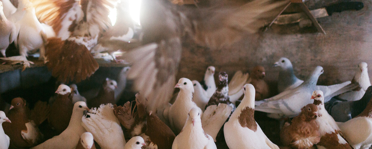 Почтовый голубь из Ишимского района побывает в зоне СВО и вернется обратно ко Дню Победы