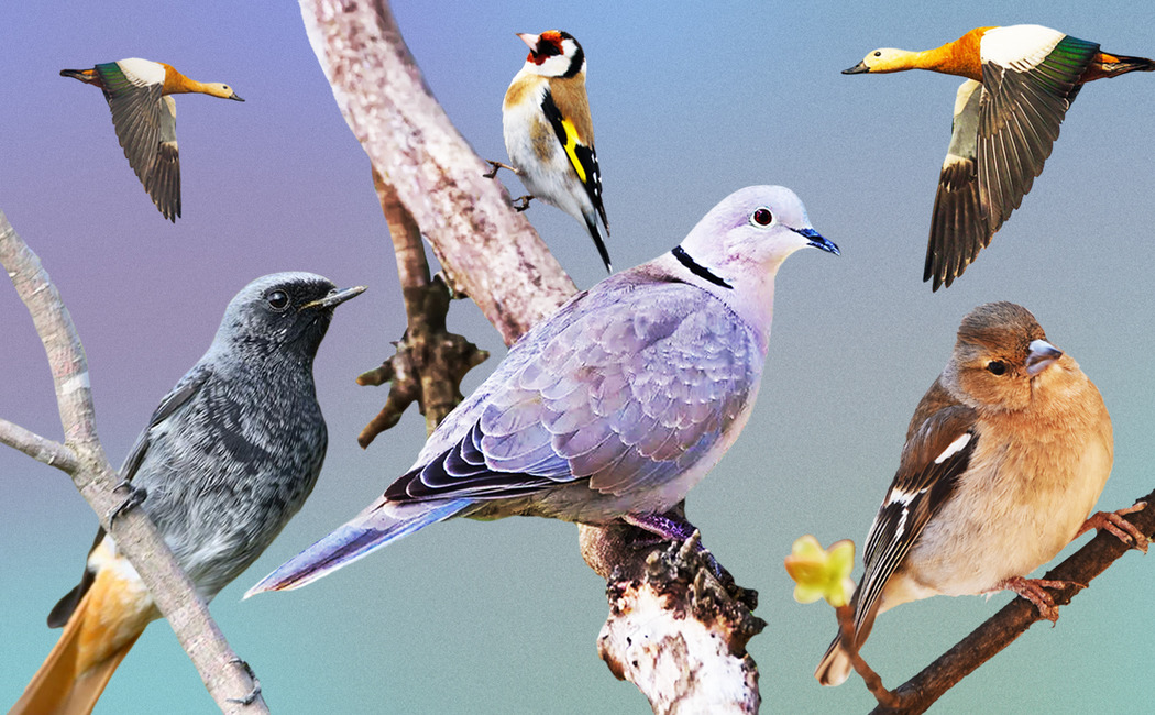 Перелетные птицы Татарстана: южные гости, редкие виды и советы для новичков в бердвотчинге