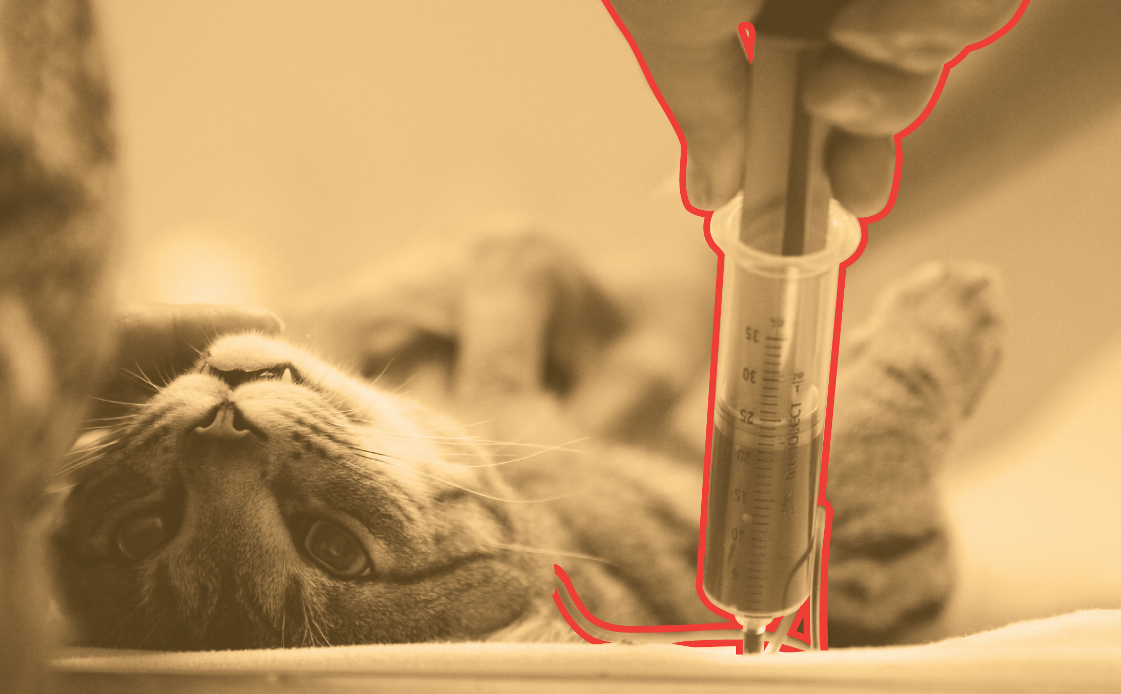Банки крови для кошек. Исследование крови животных.